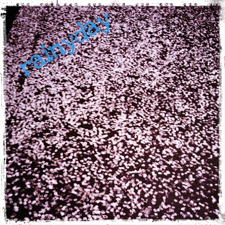 �ǂ����ō��̉Ԃт炪